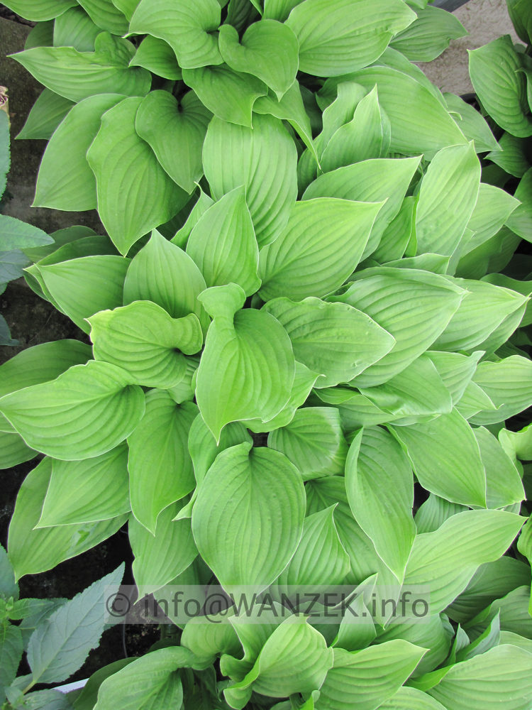 Hosta Hybride Sweet Susan 07.JPG